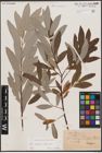 Foto von Salix caprea L. x Salix eleagnos Scop.